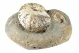 Fossil Ammonites (Hoploscaphites & Sphenodiscus) - South Dakota #189313-1
